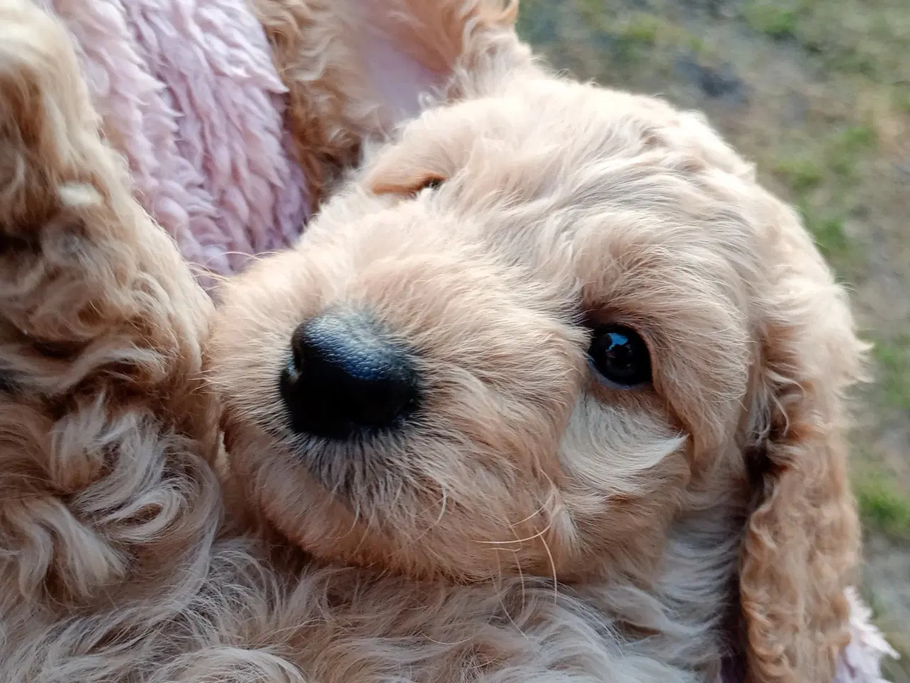 Billede 1 - Springerdoodle hvalpe