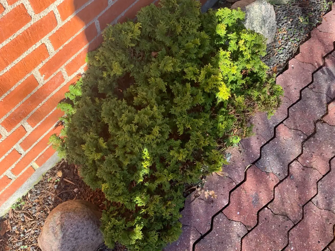 Billede 9 - Thuja busk og solbærbusk m m og mange marksten