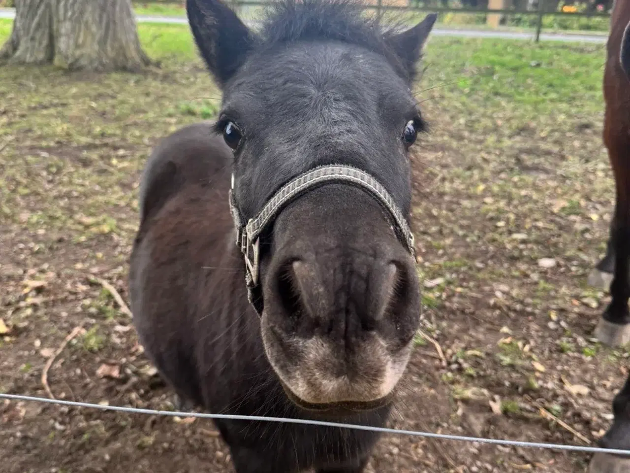 Billede 10 - Sort Shetlænder pony søger kærlig familie