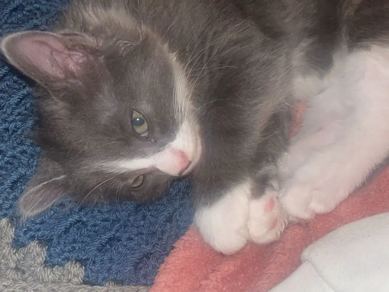 Billede 3 - Hunkilling på 12 uger, klar til afhentning