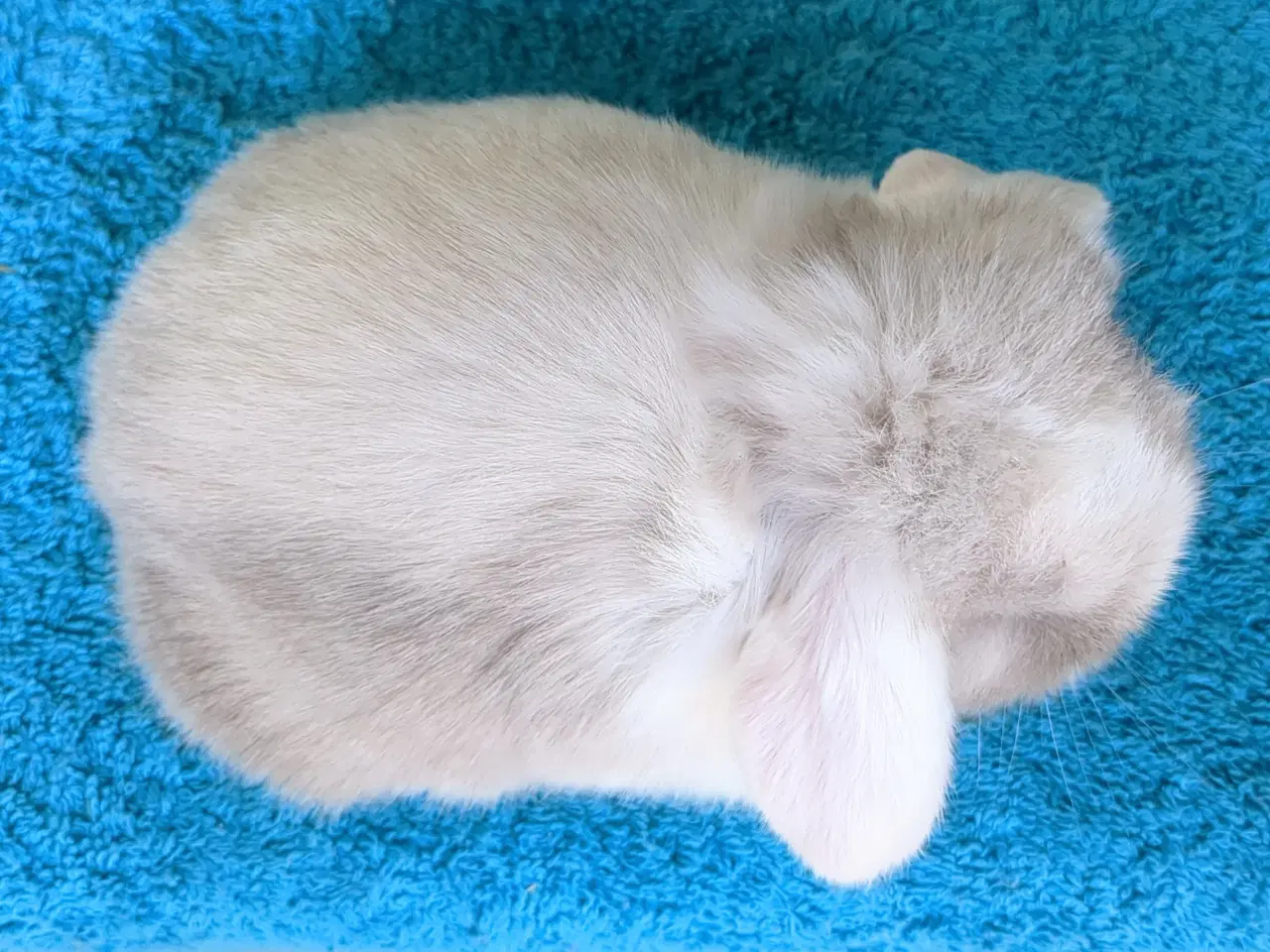 Billede 3 - Minilop kaninunge sælges 