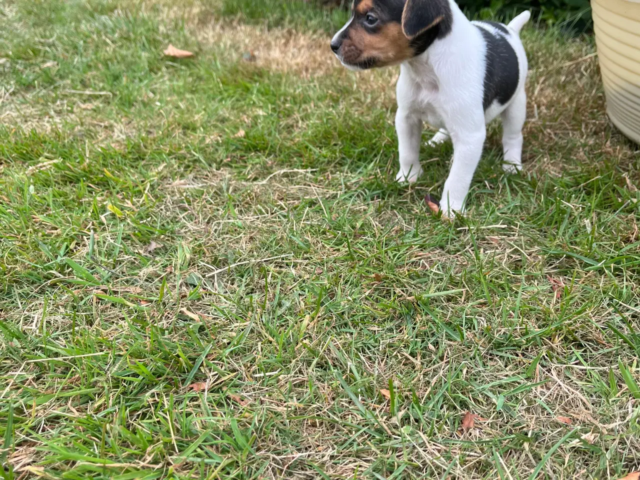 Billede 2 - Dansk svensk gårdhund hvalpe
