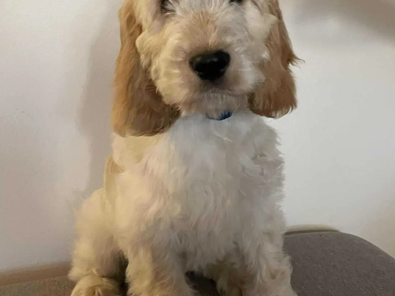 Billede 2 - Hjælp, jeg mangler et nyt hjem