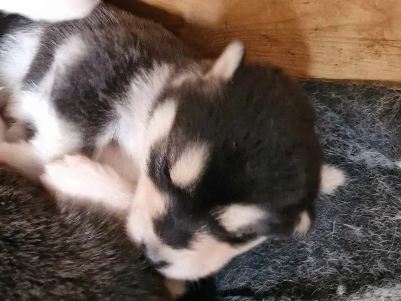 Billede 6 - Alaskan Malamute hvalpe til salg –smukke og sunde!
