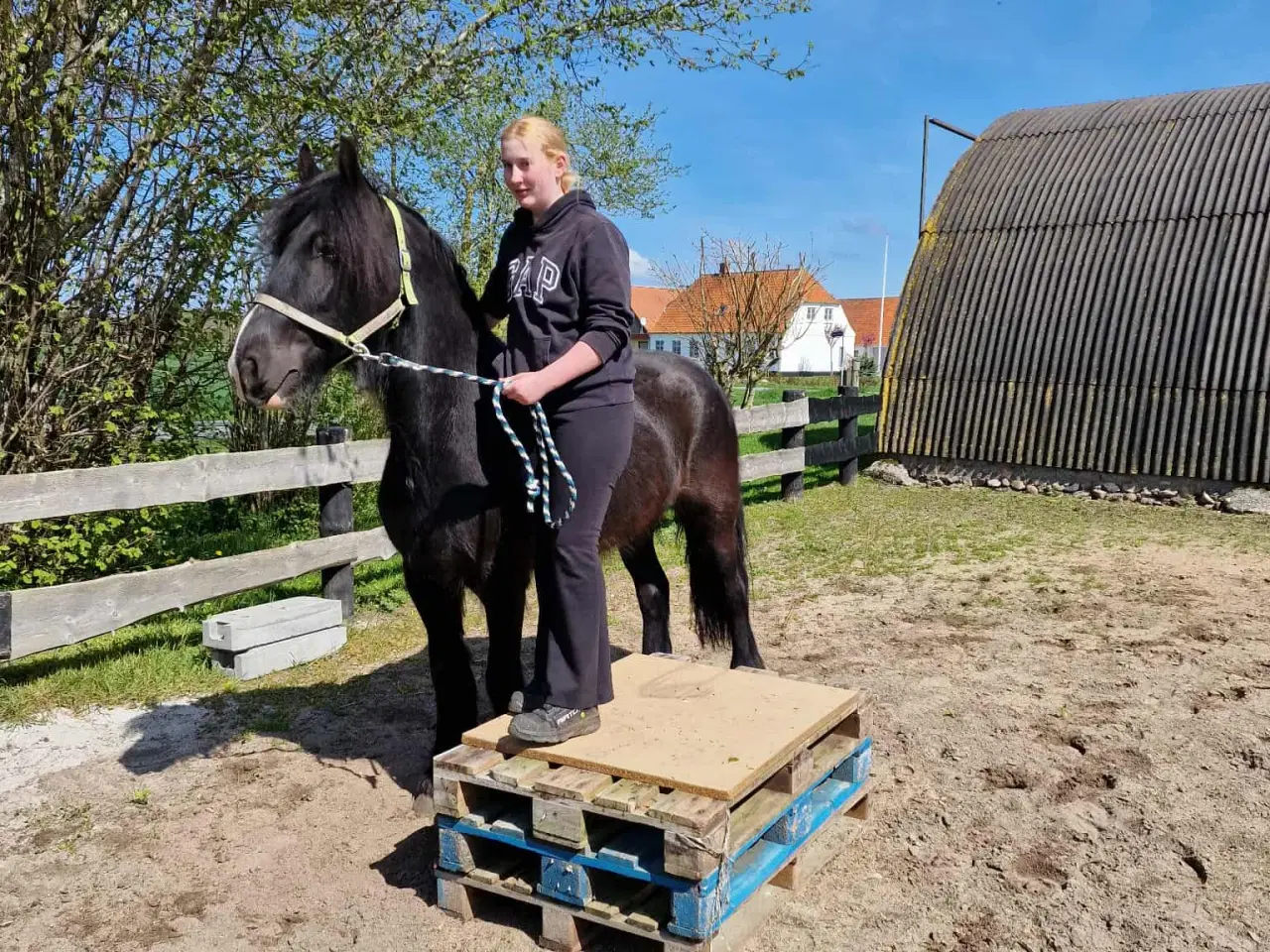 Billede 2 - Frieser/Irish Cob Vallak