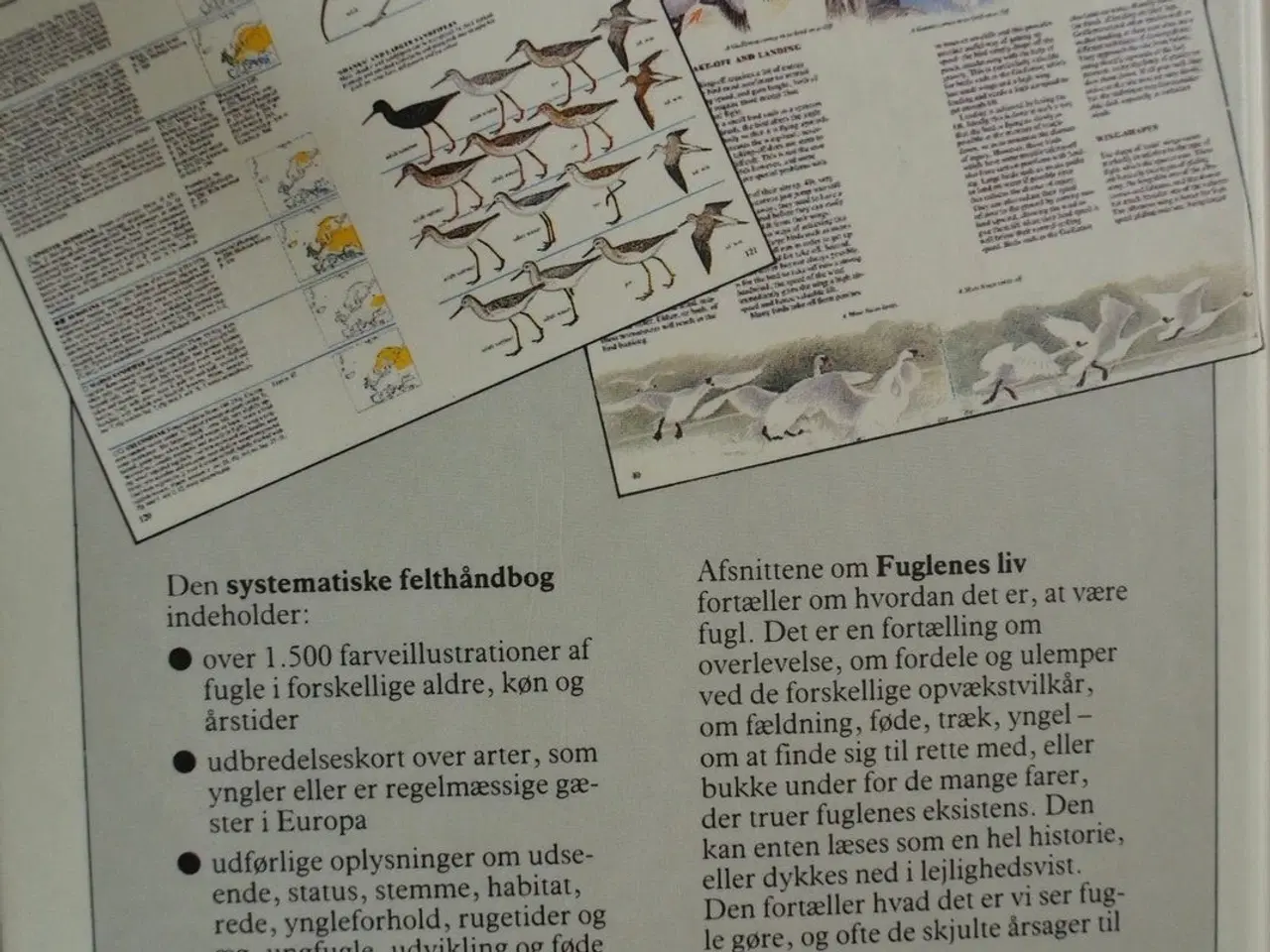 Billede 4 - felthåndbog over europas fugle, af christopher per
