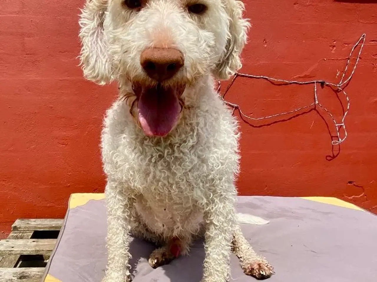 Billede 1 - Lagotto Romagnolo han sælges