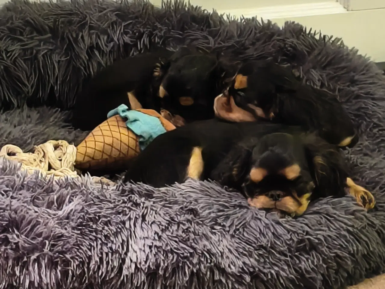 Billede 2 - King Charles Spaniel en sjælden race.