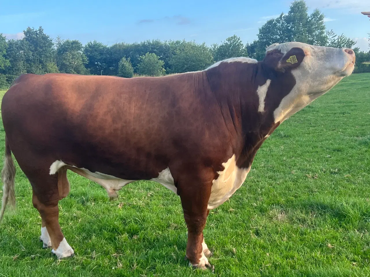 Billede 3 - Hereford tyr sælges 