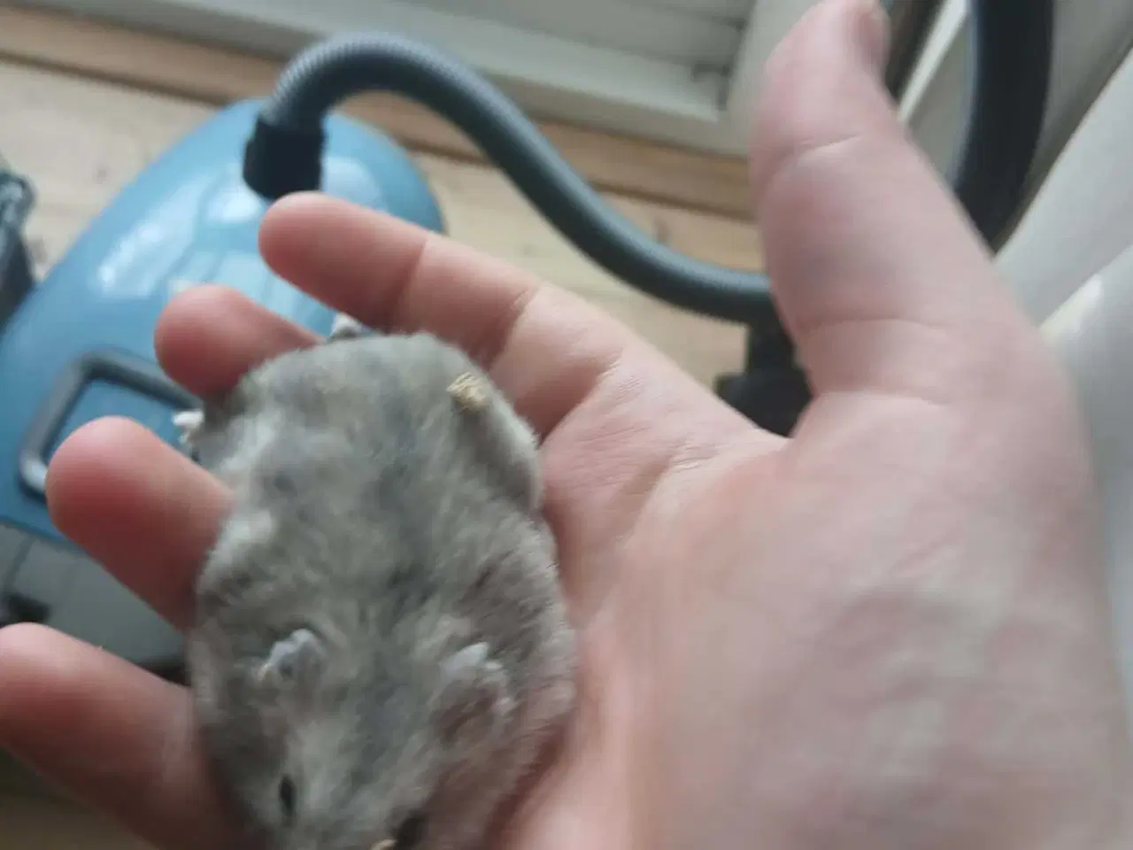 Billede 5 - Dværghamster 