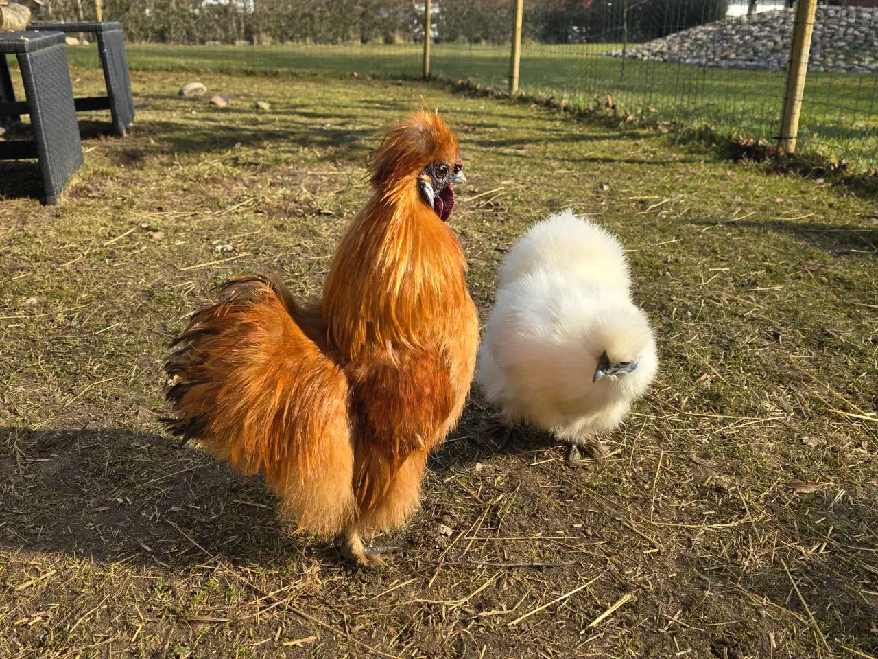 Billede 2 - Lille dværg silkehane