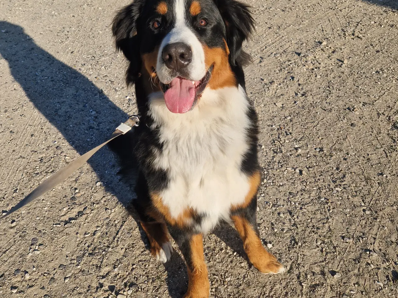 Billede 1 - Berner sennen Parring tilbydes