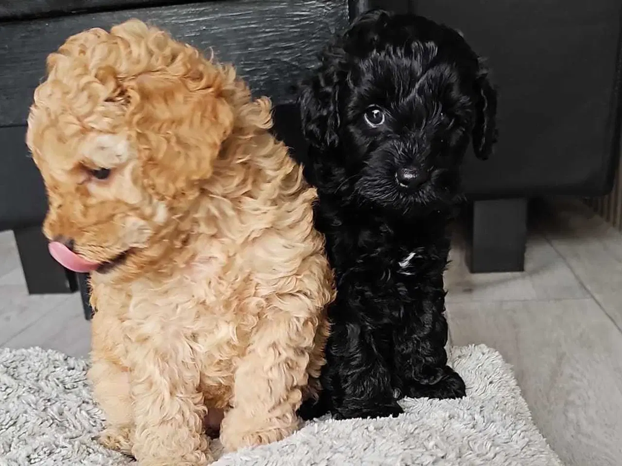 Billede 6 - Cavapoo f1b 