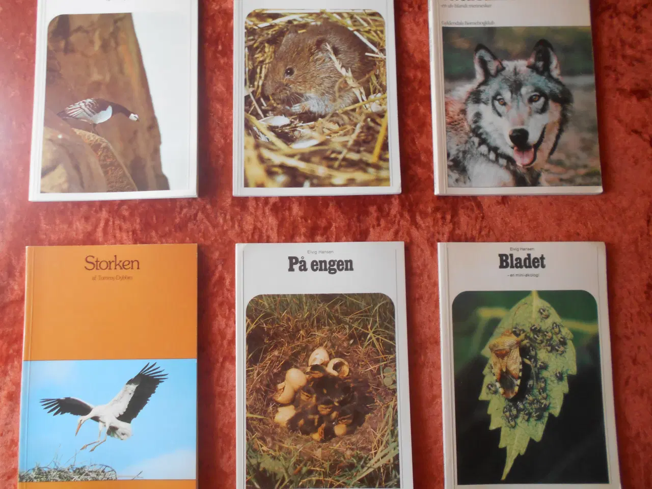 Billede 1 - Storken m.fl, Tommy Dybbro m.fl,