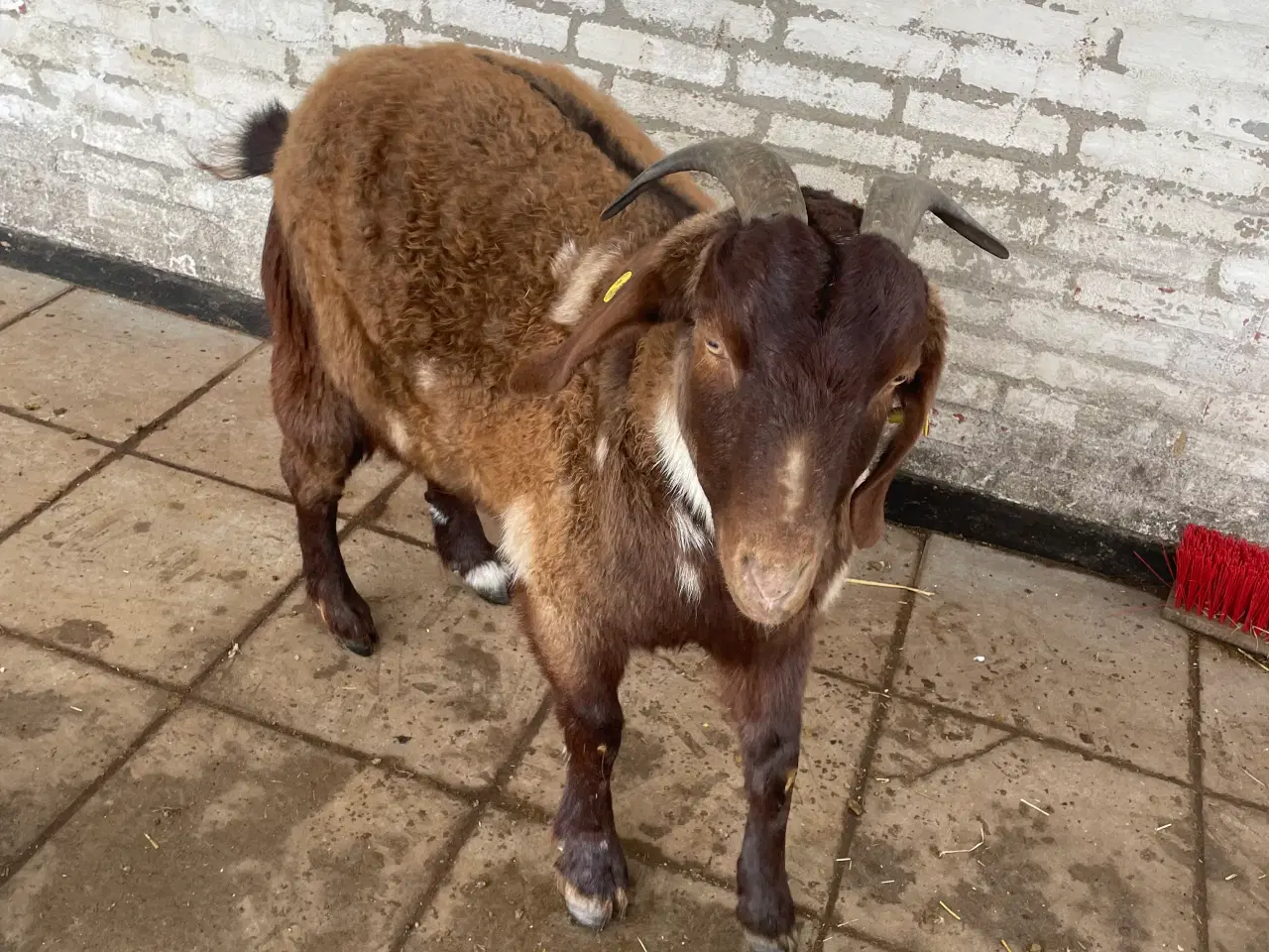 Billede 5 - Kærlig nyt hjem søges til to søde geder 🐐 🐐 