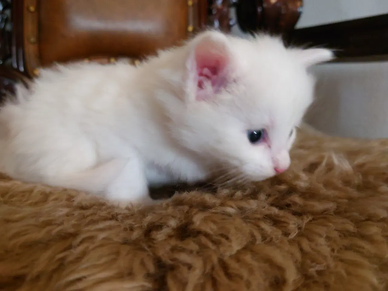 Billede 9 - Maine coon killinger Far med tavle