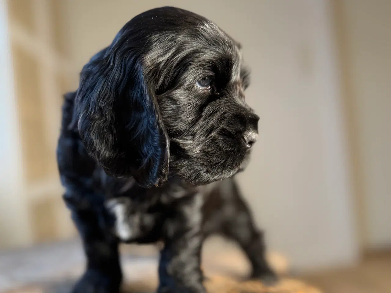 Billede 2 - Sort Cockerspaniel på 5 uger af testede forældre