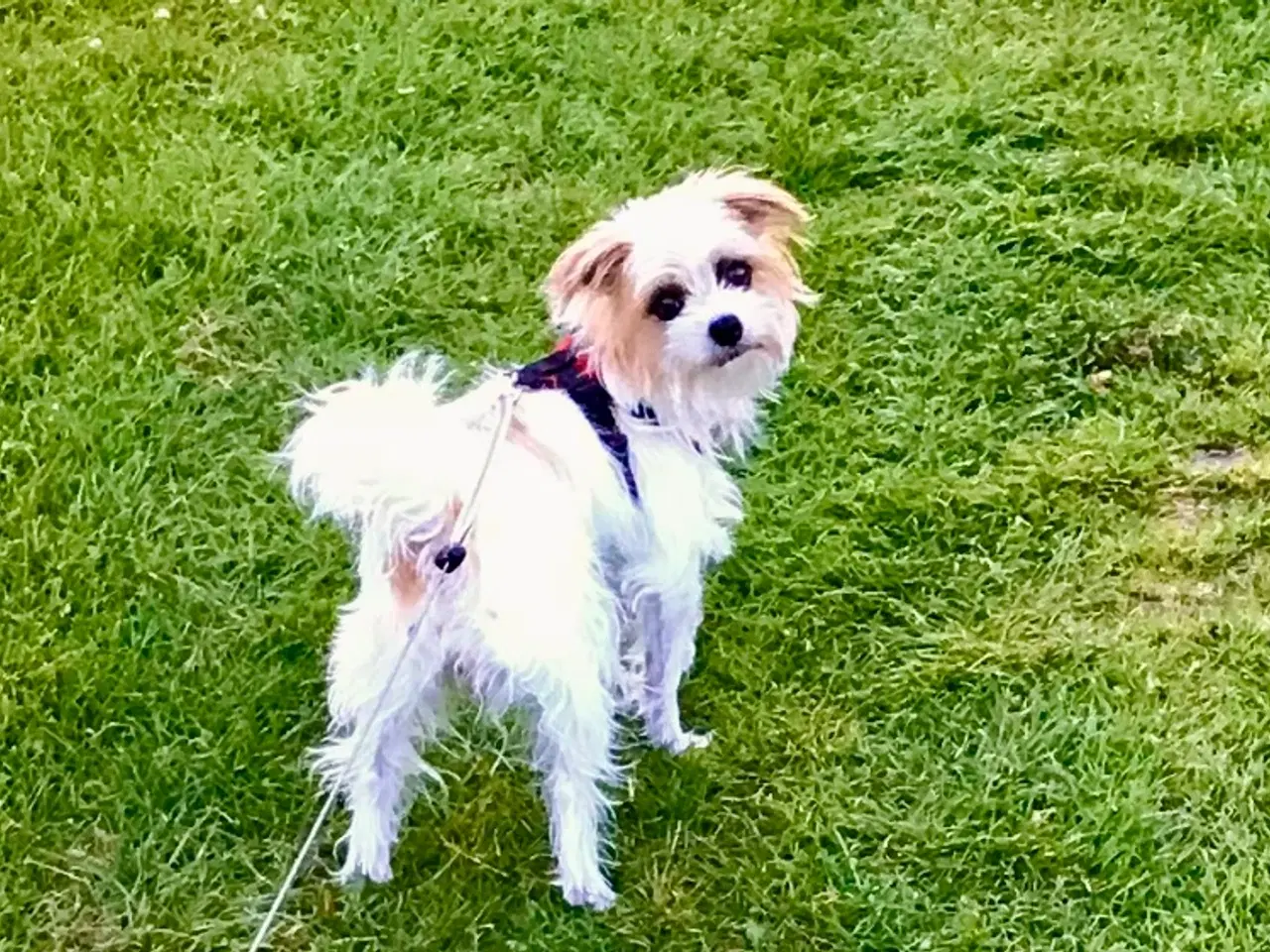 Billede 7 - Jack russell/ Malteser tæve