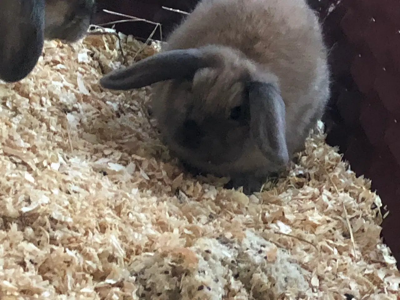 Billede 2 - Minilopper til salg