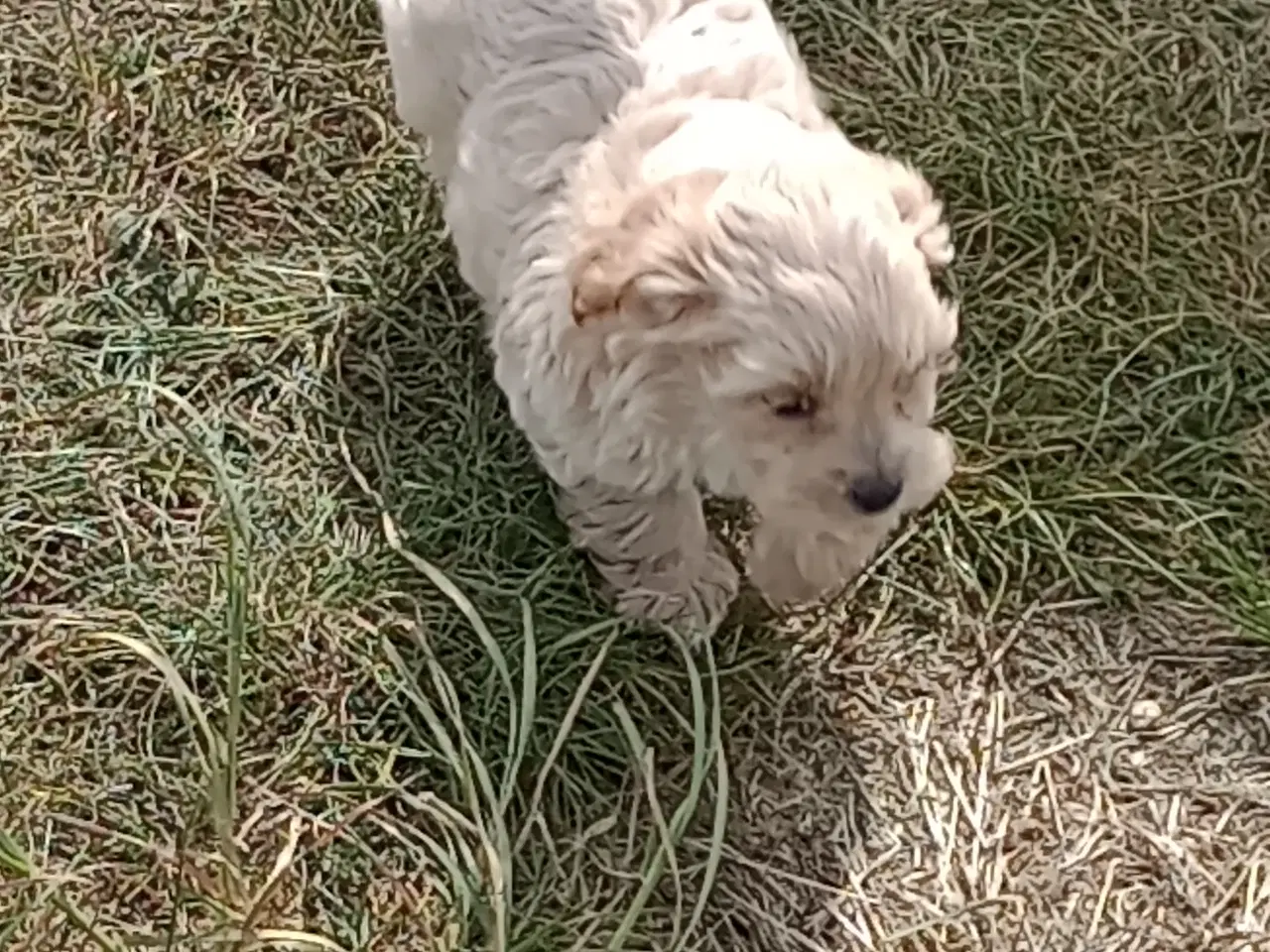 Billede 8 - Maltipoo hvalpe
