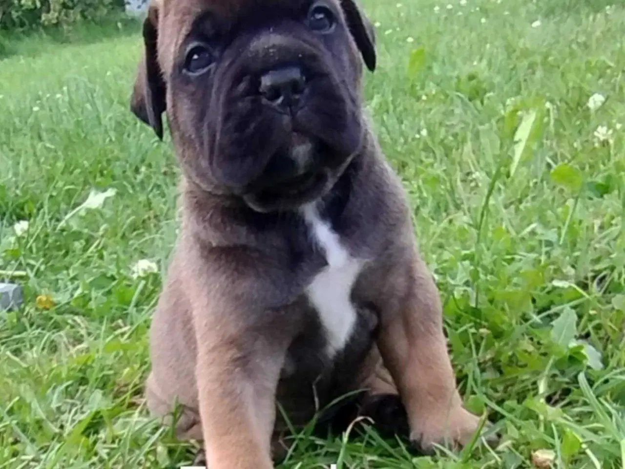 Billede 1 - Bullmastiff hvalpe til salg