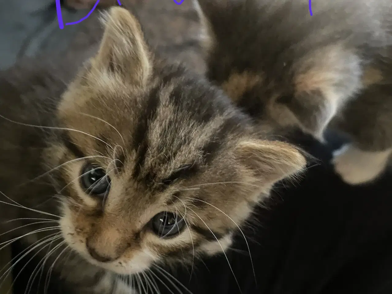 Billede 5 - Dejlige killinger salgs klar d.8-6-26