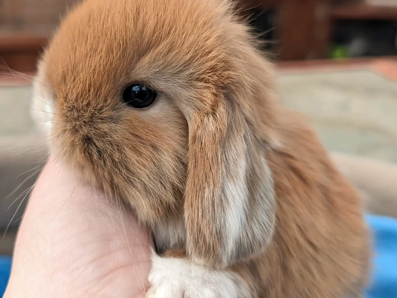 Billede 3 - Minilop kaninunge sælges 