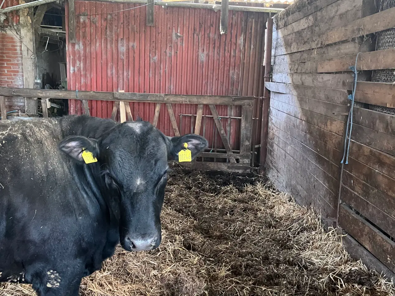 Billede 2 - Angus tyr