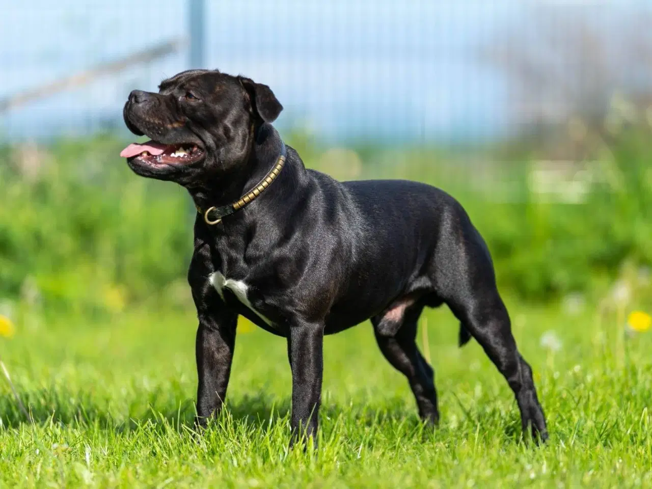 Billede 1 - Staffordshire Bull terrier