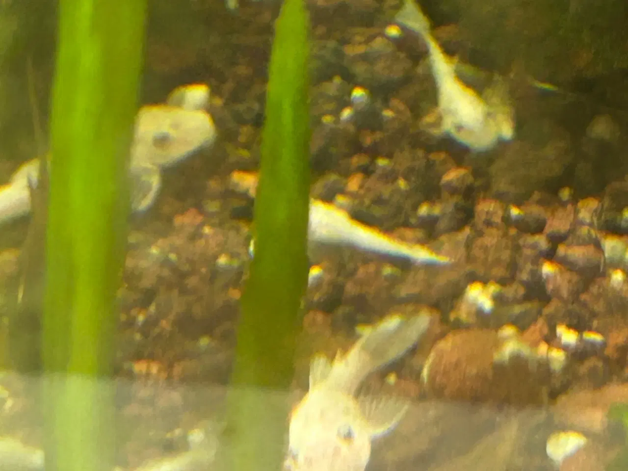Billede 2 - ❄️🐟 Snow White Ancistrus – flotte hvide maller