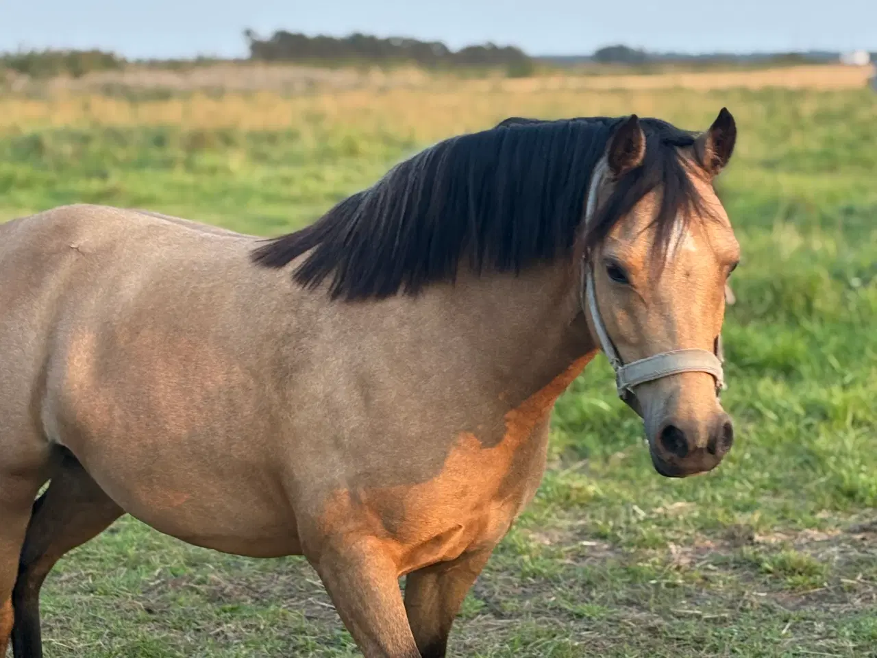 Billede 2 - Gudesmuk Welsh Cob ponyhoppe