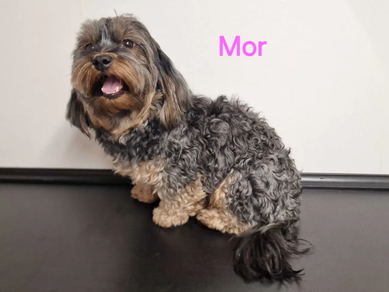 Billede 9 - Smukke Bichon Havanais hvalpe