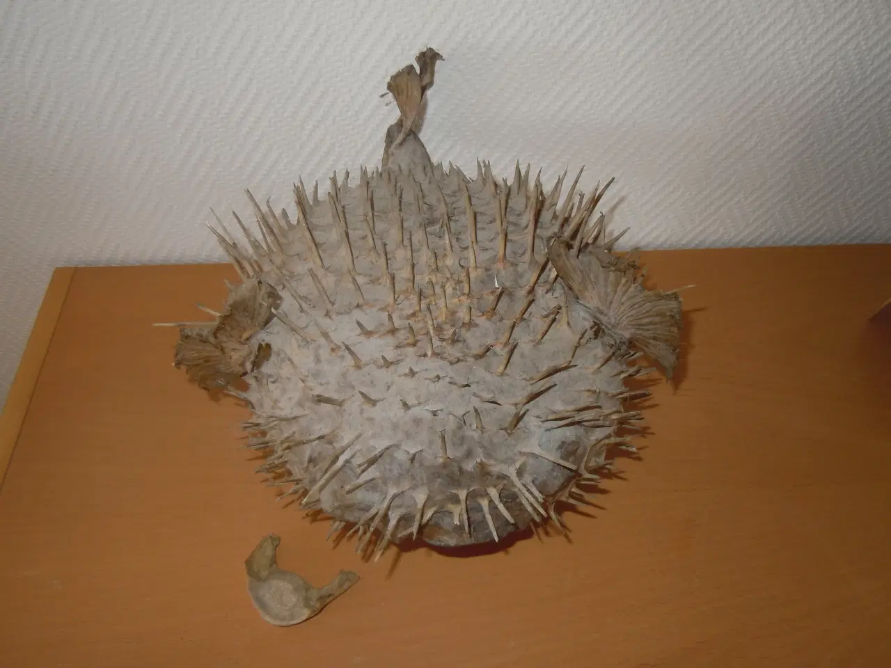 Billede 2 - PINDSVINEFISK/KUGLEFISK TIL OPHÆNGNING (UDTØRRET)