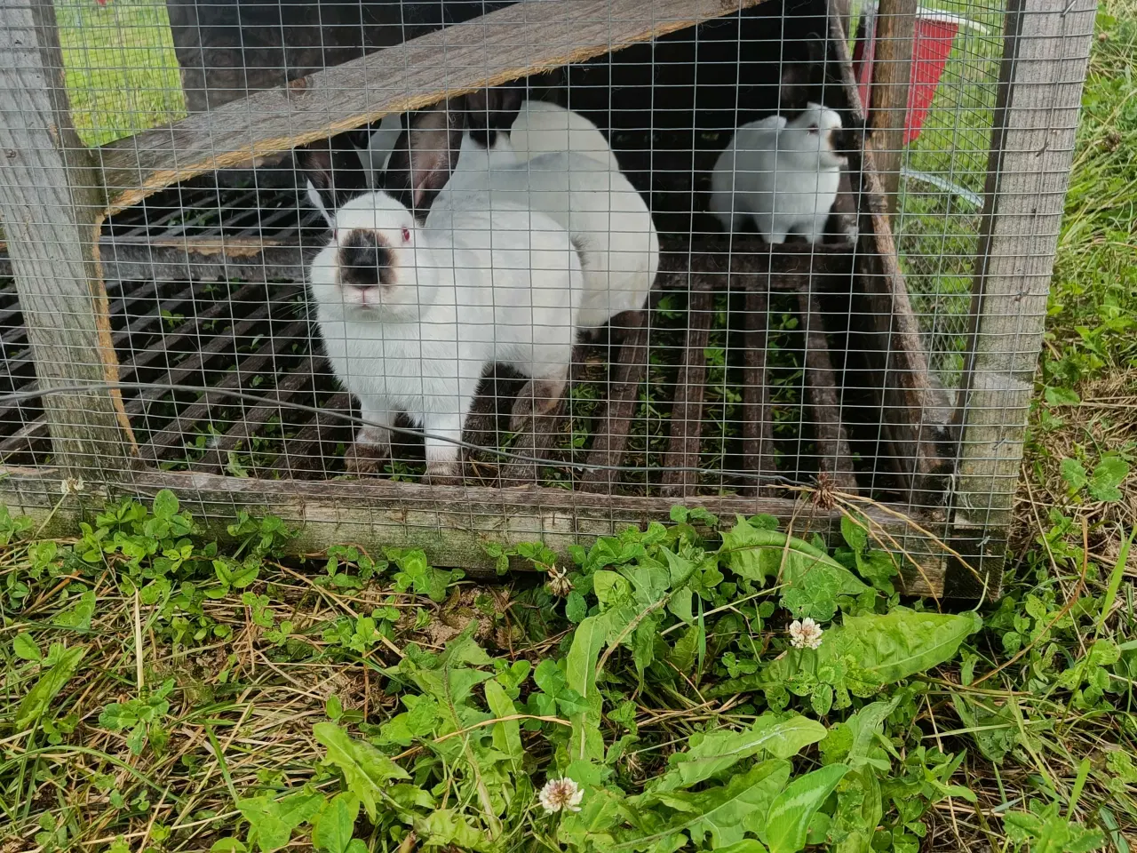 Billede 1 - Slagteklare kaniner 