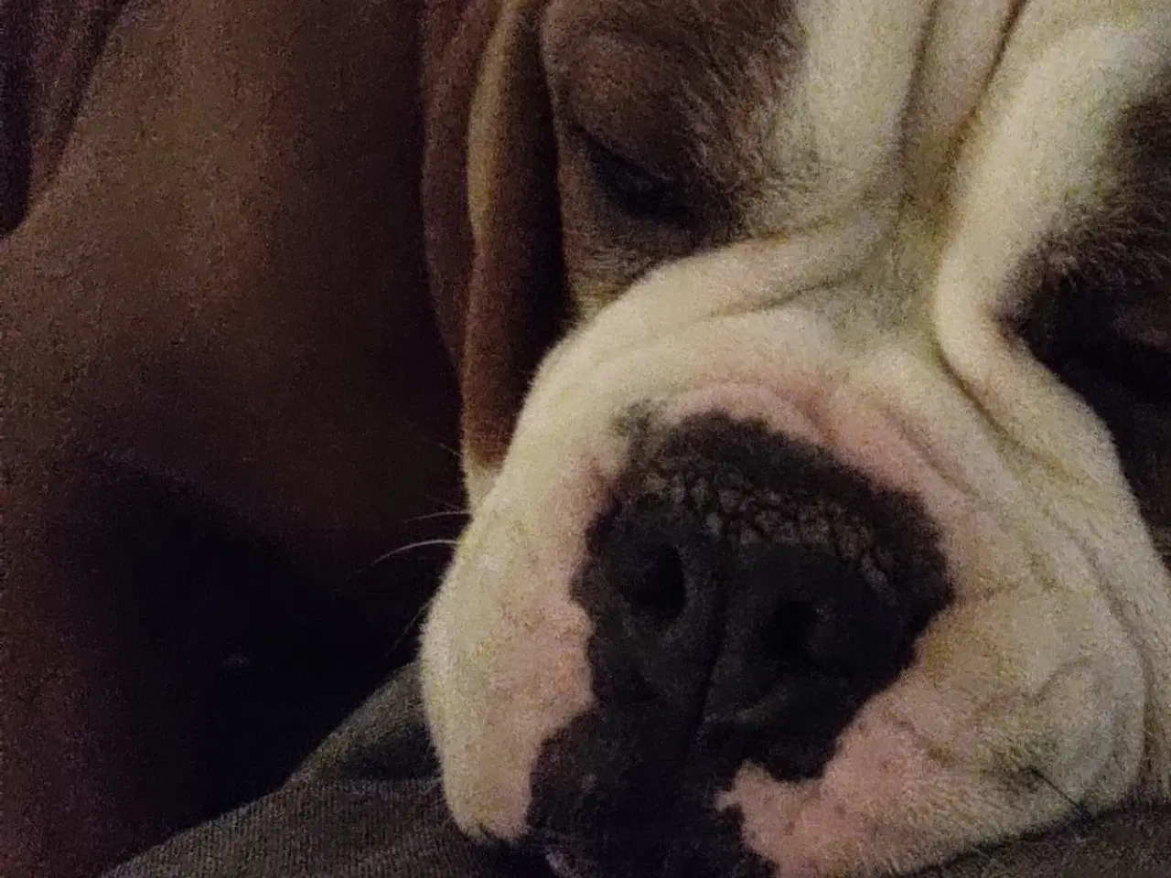 Billede 3 - Verdens bedste Watson 