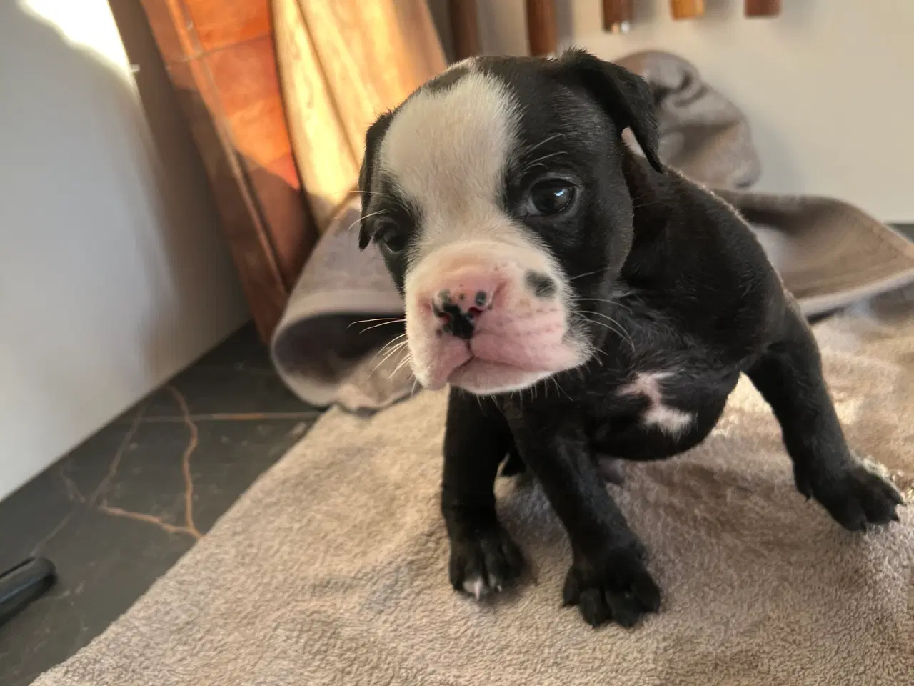 Billede 4 - 8 OEB hvalpe søger nyt hjem