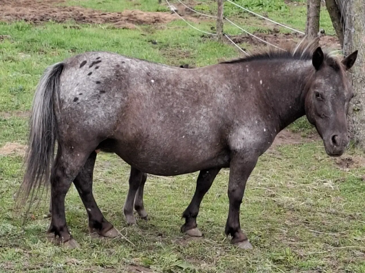 Billede 1 - Børnevenlig Shetlænder hoppe