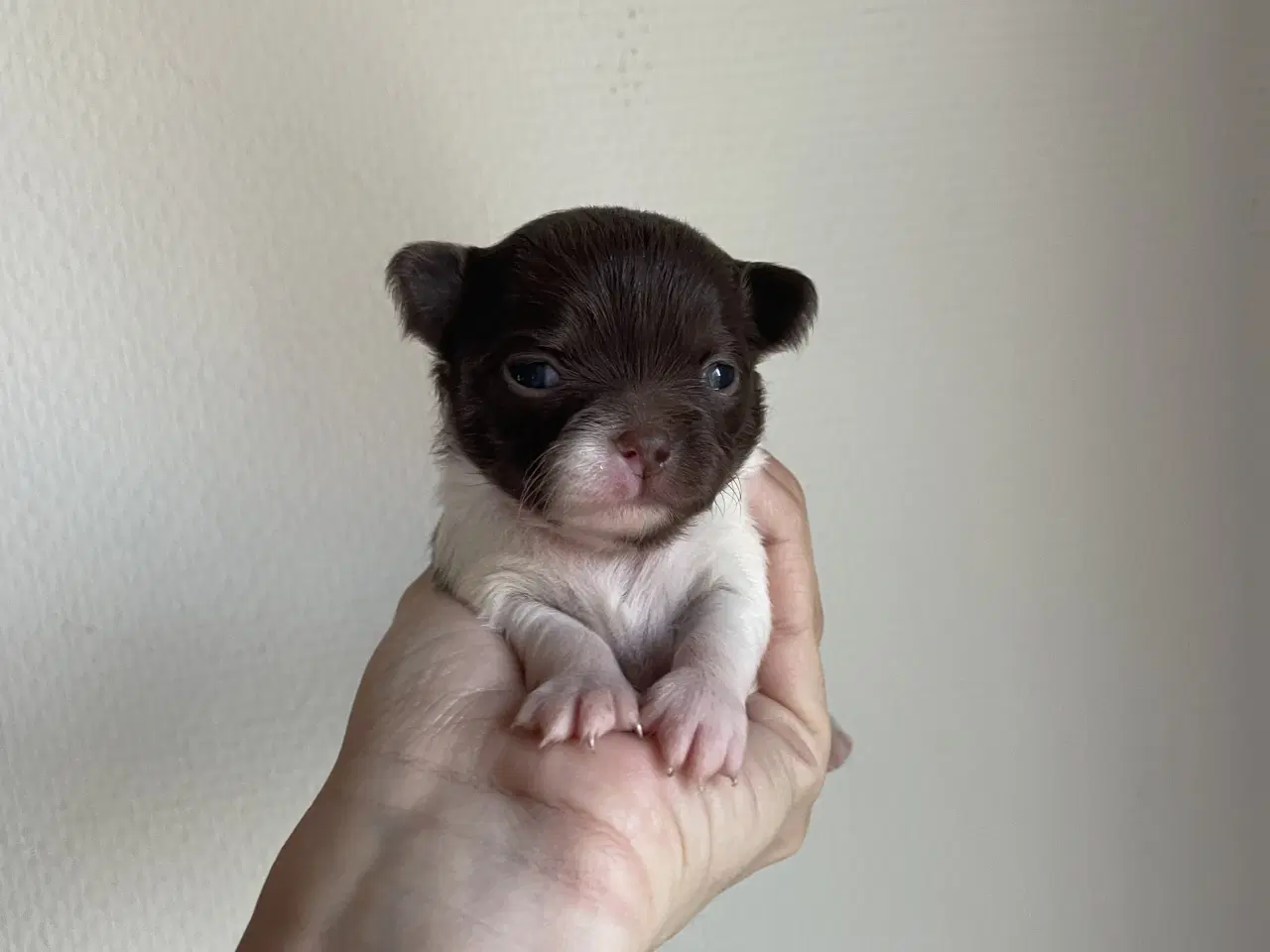 Billede 2 - Langhåret chihuahua tæve