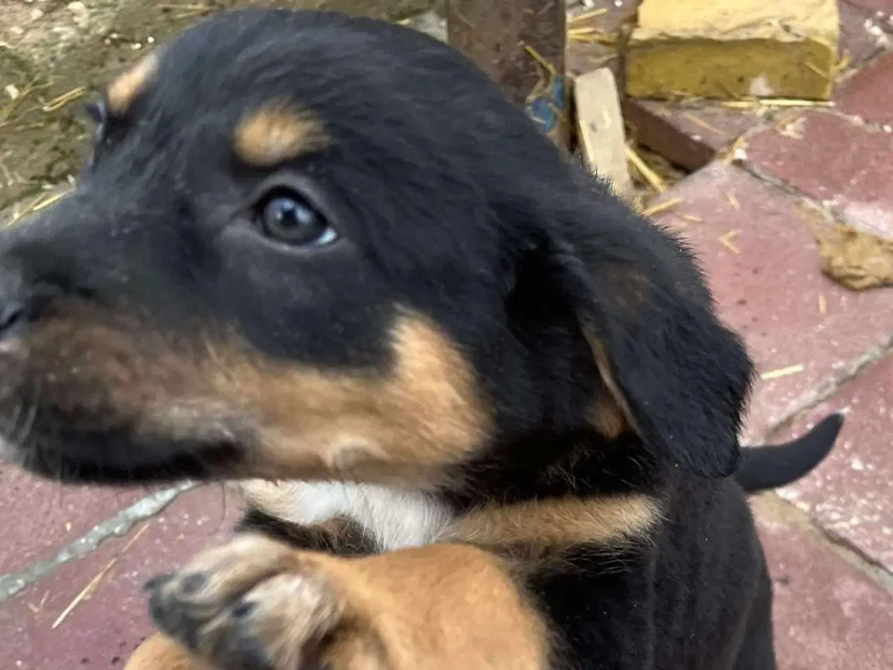 Billede 8 - Sødeste Crossaint søger familie 