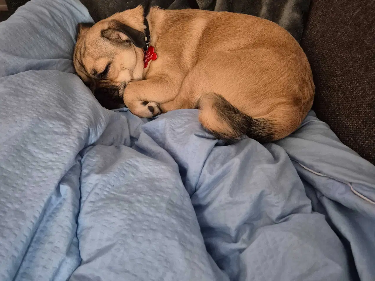 Billede 1 - Lucky søger sit sidste hjem