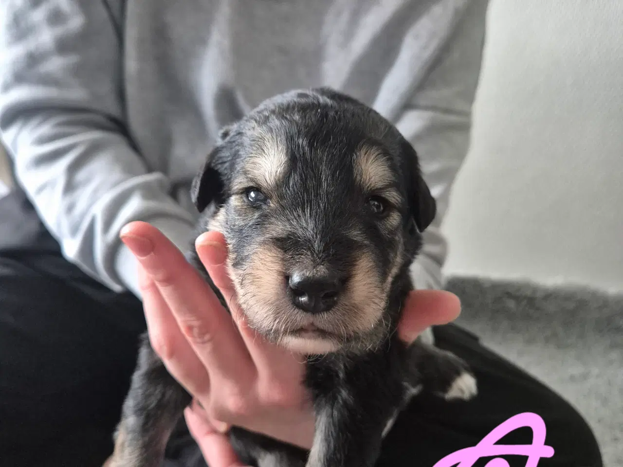Billede 6 - Blanding hunde hvalpe 