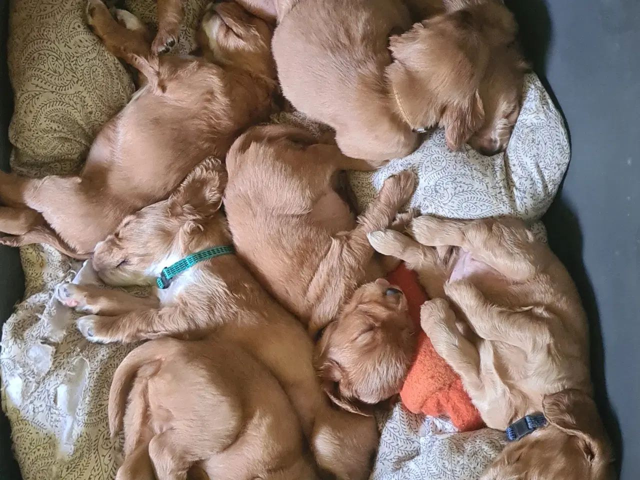 Billede 5 - Cocker spaniel hvalp