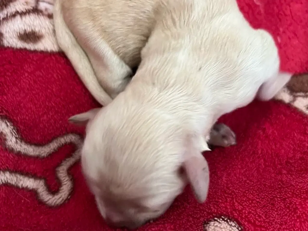Billede 3 - Bichon Havanais hvalpe. 2 tæver og 6 hanner