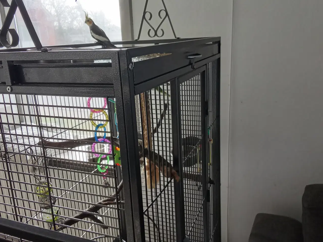 Billede 2 - 2 undulater gul og blå samt 2 nymfer 