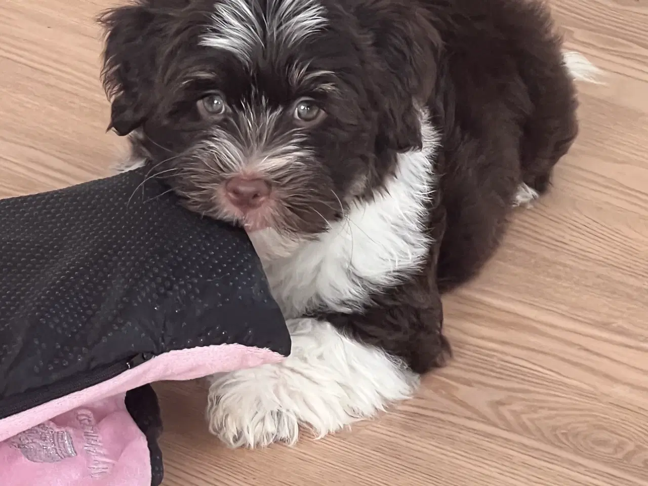 Billede 3 - Bichon Havanais Avl