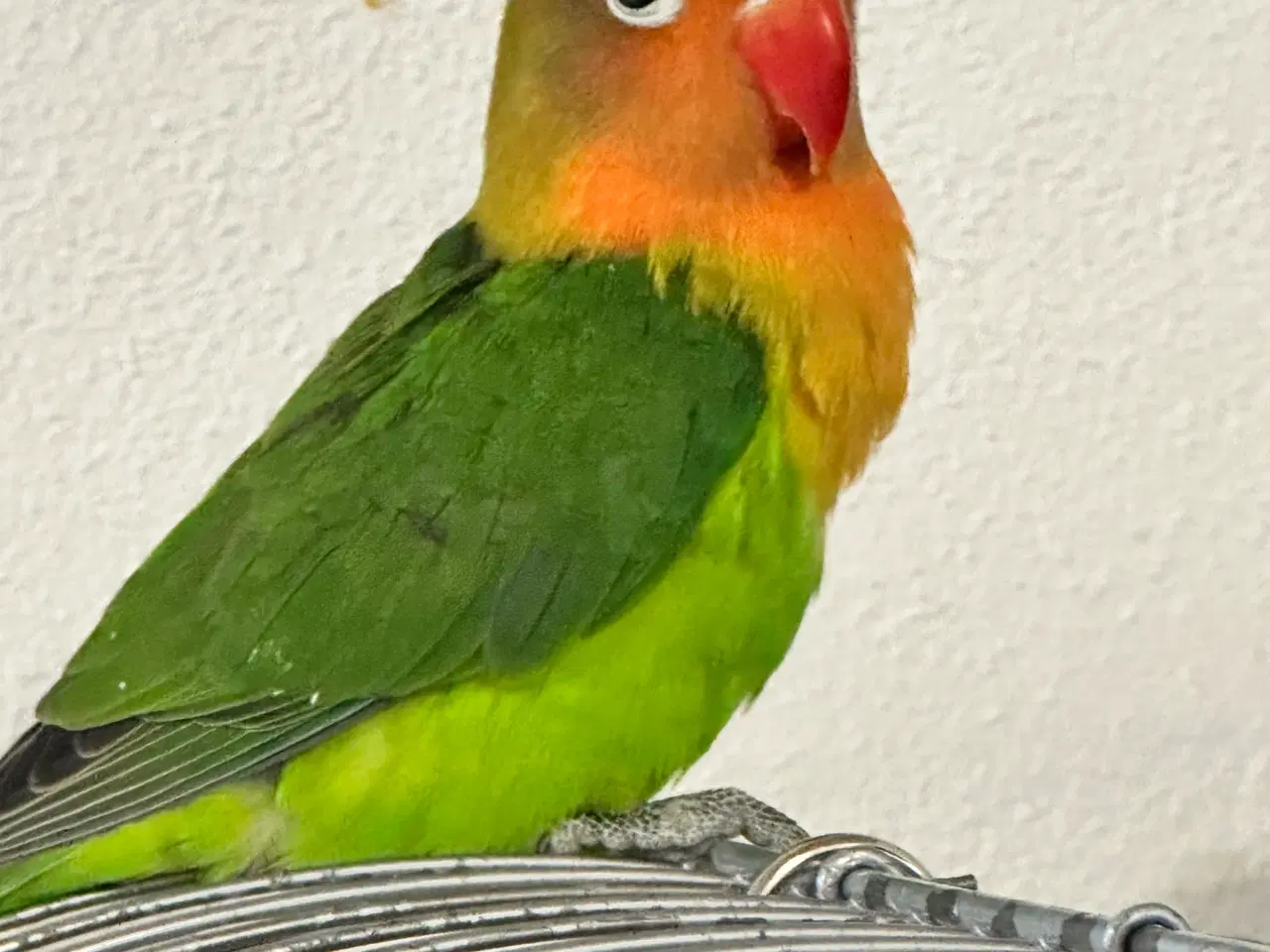 Billede 2 - Dværgpapegøjer, lovebirds 