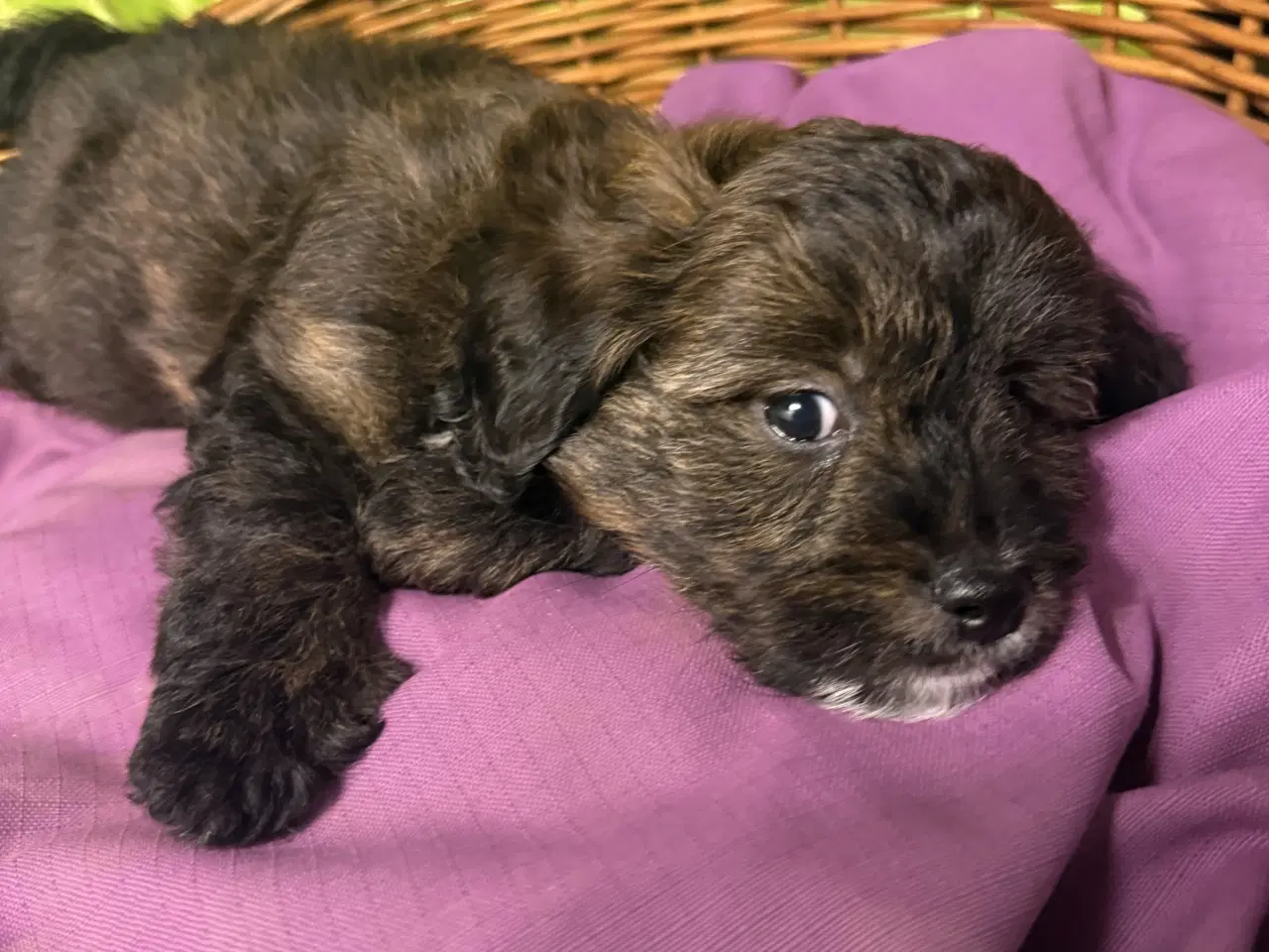 Billede 4 - Rejseklar Shihpoo /Klar i dit nye hjem/