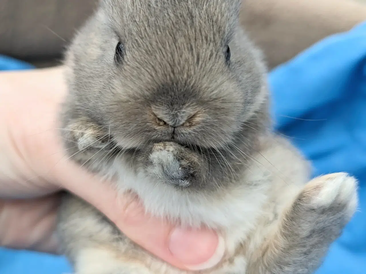 Billede 7 - Hermelin kaninunge