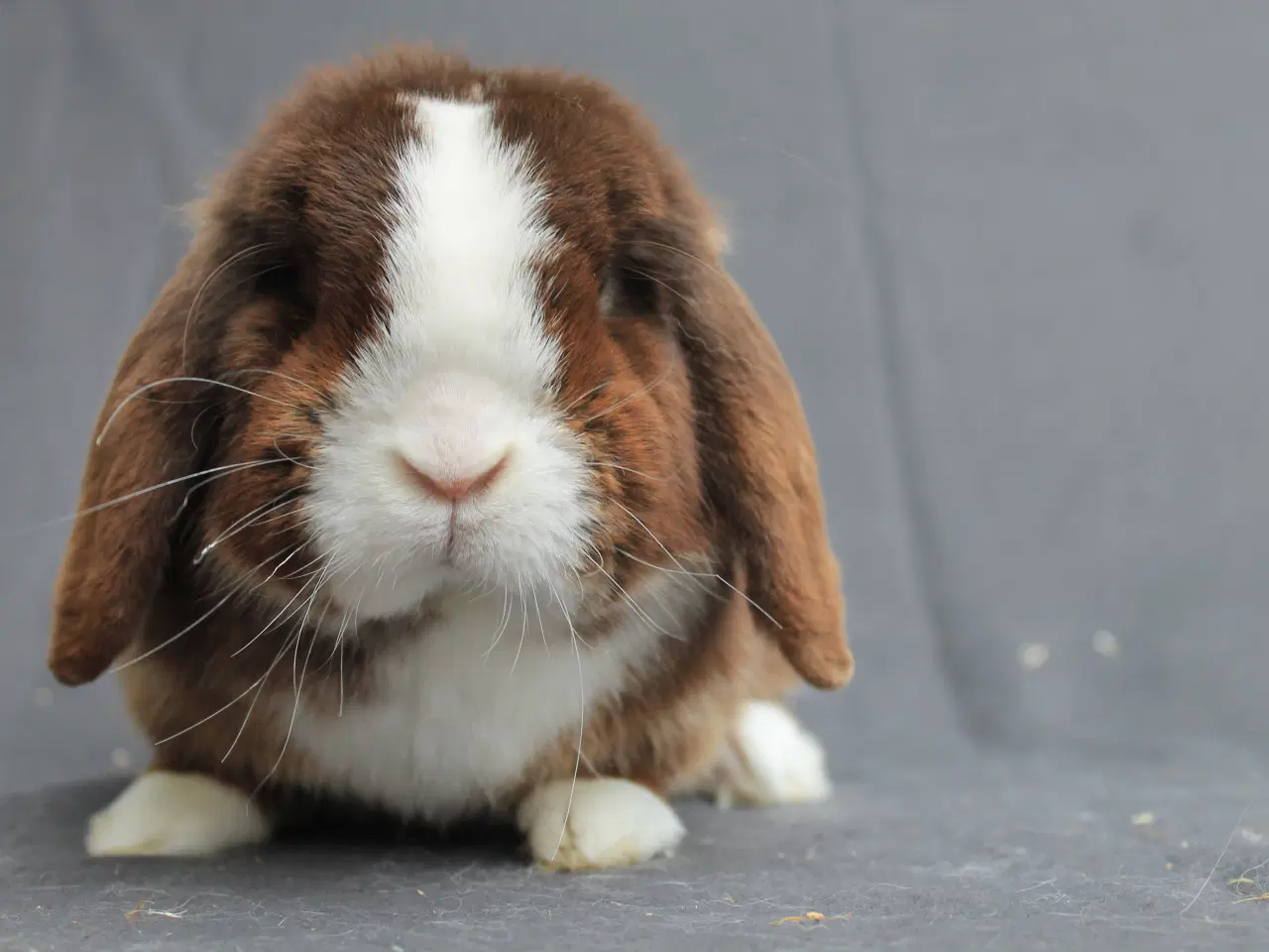 Billede 3 - Mini lop han