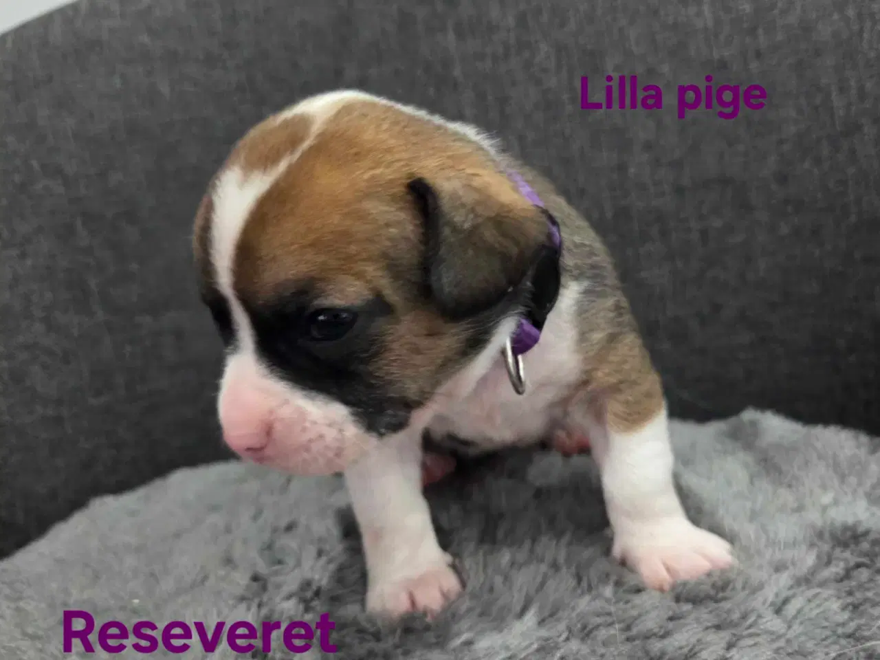 Billede 5 - Bullhuahua hvalpe 